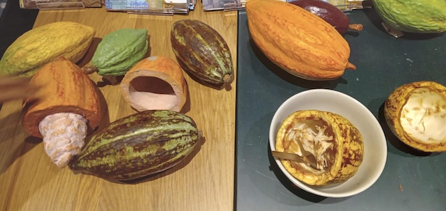 Cacao fruit for chocolate manufacture